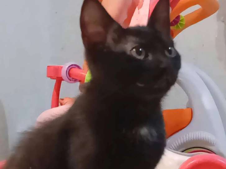 En attente d'un foyer : chaton femelle noir de 4 mois