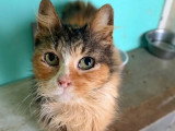 À adopter : chatte tricolore de 8 ans