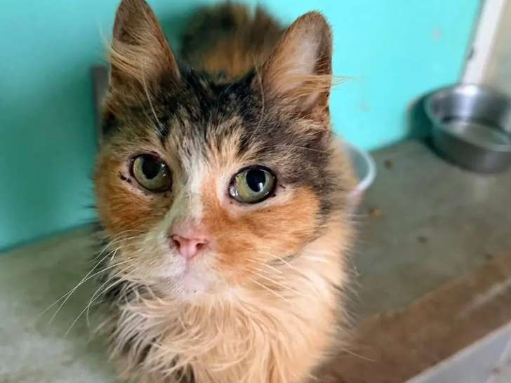 À adopter : chatte tricolore de 8 ans