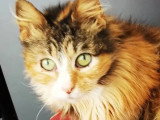 À adopter : chatte tricolore de 8 ans