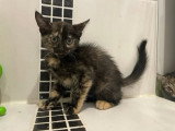 Koquet, chatonne tricolore à adopter en association