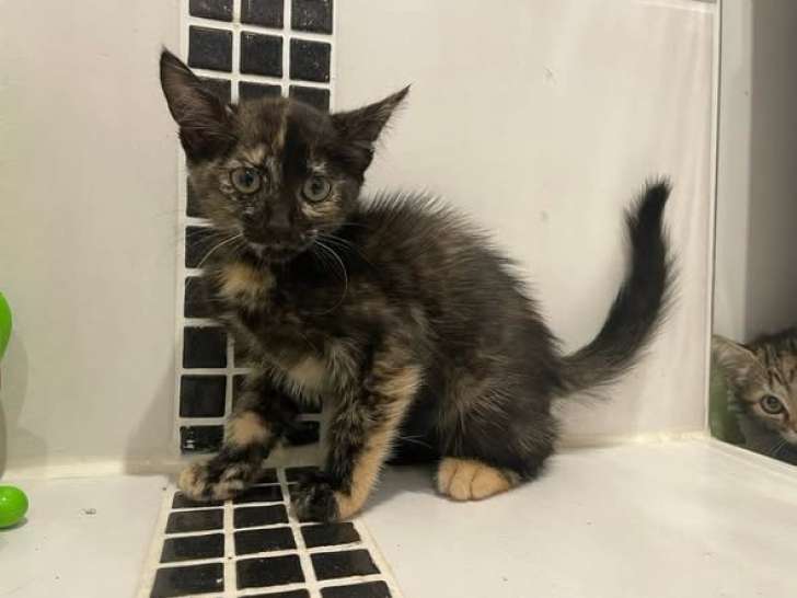 Koquet, chatonne tricolore à adopter en association