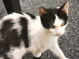 Kumai, jeune chatte à adopter en association