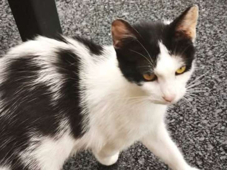 Kumai, jeune chatte à adopter en association