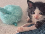 Oreo, chaton à adopter en association