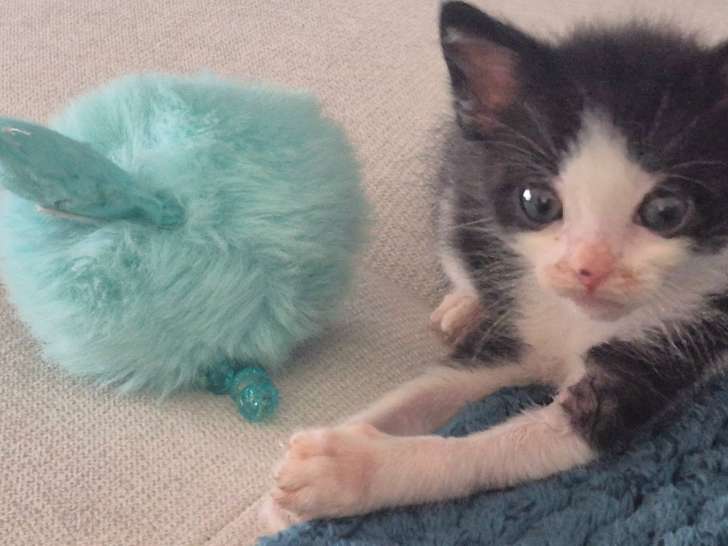 Oreo, chaton à adopter en association