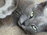 Oria, chatte de 2 ans à adopter en association