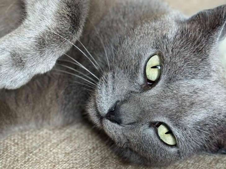 Oria, chatte de 2 ans à adopter en association