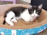 Pandora, adorable chatonne à adopter en association