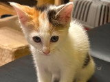 Pimprenelle, chatonne à adopter en association
