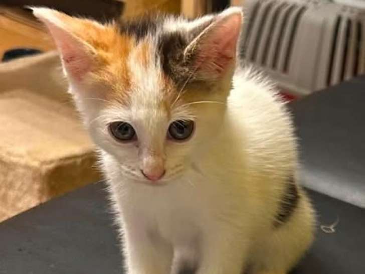 Pimprenelle, chatonne à adopter en association