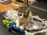 Ugo, chaton à adopter en association