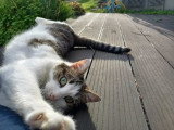 Rayure, adorable chatte à adopter en association