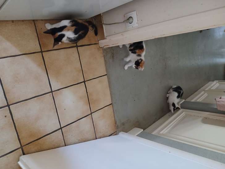 Chatons à donner