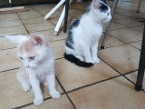 Chatons à donner