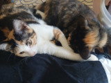 Chatons à donner