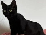 À adopter : chaton mâle noir de 10 mois