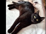 À adopter : chaton mâle noir de 10 mois