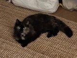 En quête d'un foyer : chatte d'un an