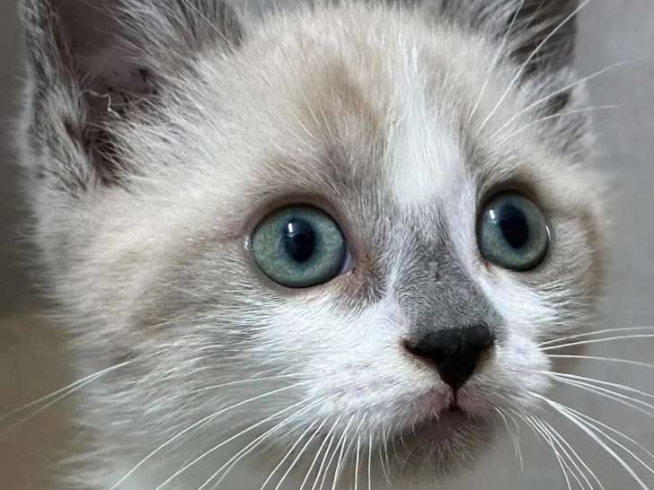 À accueillir : chaton mâle de 2 mois, joueur et affectueux