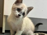 À accueillir : chaton mâle de 2 mois, joueur et affectueux
