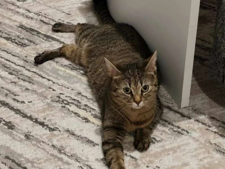 À la recherche d'une famille : chatte tigrée de 2 ans