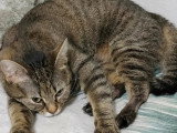 À la recherche d'une famille : chatte tigrée de 2 ans