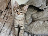 Disponible à l'adoption : chaton femelle tigré de 4 mois