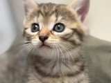 Disponible à l'adoption : chaton femelle tigré de 4 mois