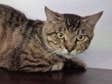 À adopter : chat tigré gris de 2 ans