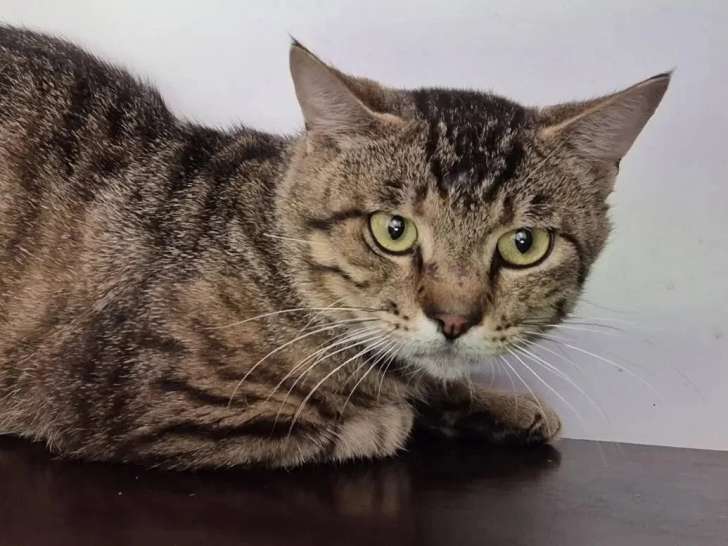 À adopter : chat tigré gris de 2 ans