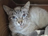 Disponible à l'adoption : chatte d'un an
