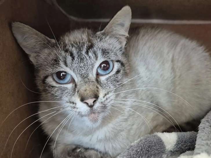Disponible à l'adoption : chatte d'un an