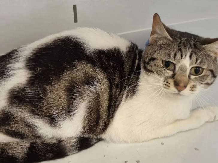 Disponible à l'adoption : chatte tigrée blanche de 3 ans