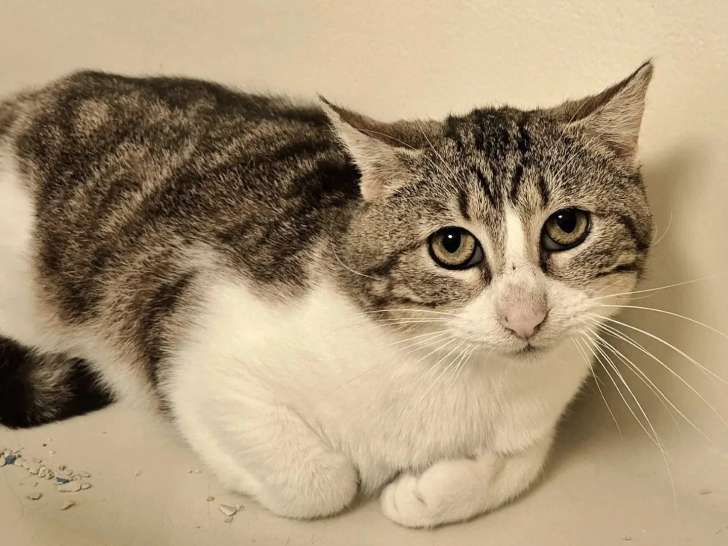 À adopter : chat tigré blanc de 2 ans