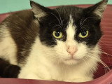 En attente d'adoption : chaton mâle noir et blanc de 9 mois