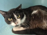 Prêt pour l'adoption : chat noir et blanc de 2 ans
