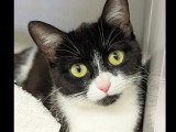 À la recherche d'une famille : chatte noire et blanche d’un an