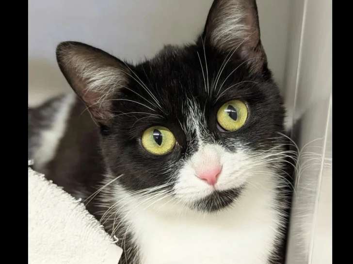 À la recherche d'une famille : chatte noire et blanche d’un an