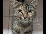 En quête d'un foyer : chatte tigrée de 2 ans