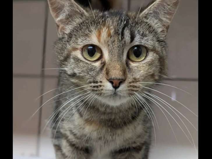 En quête d'un foyer : chatte tigrée de 2 ans