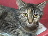 En quête d'un foyer : chatte tigrée de 2 ans