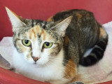 À adopter : chatte tricolore de 4 ans