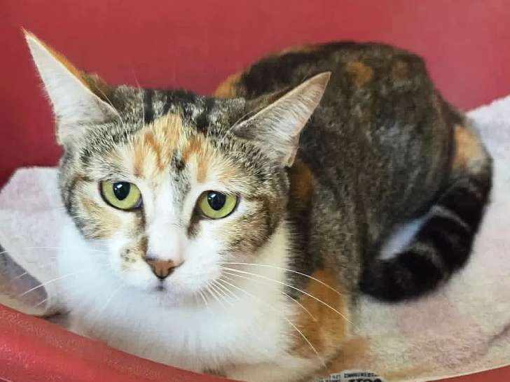 À adopter : chatte tricolore de 4 ans