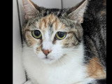 À adopter : chatte tricolore de 4 ans
