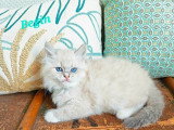 Deux chatons Sibériens mâles inscrits au LOOF à réserver