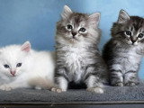 3 chatons Sibérien LOOF nés en mai 2026 à réserver