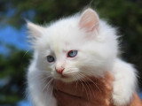 3 chatons Sibérien LOOF nés en mai 2026 à réserver