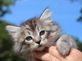3 chatons Sibérien LOOF nés en mai 2026 à réserver