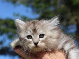 3 chatons Sibérien LOOF nés en mai 2026 à réserver